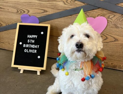 The Ultimate Guide to Throwing a Paw-some Dog Birthday Party