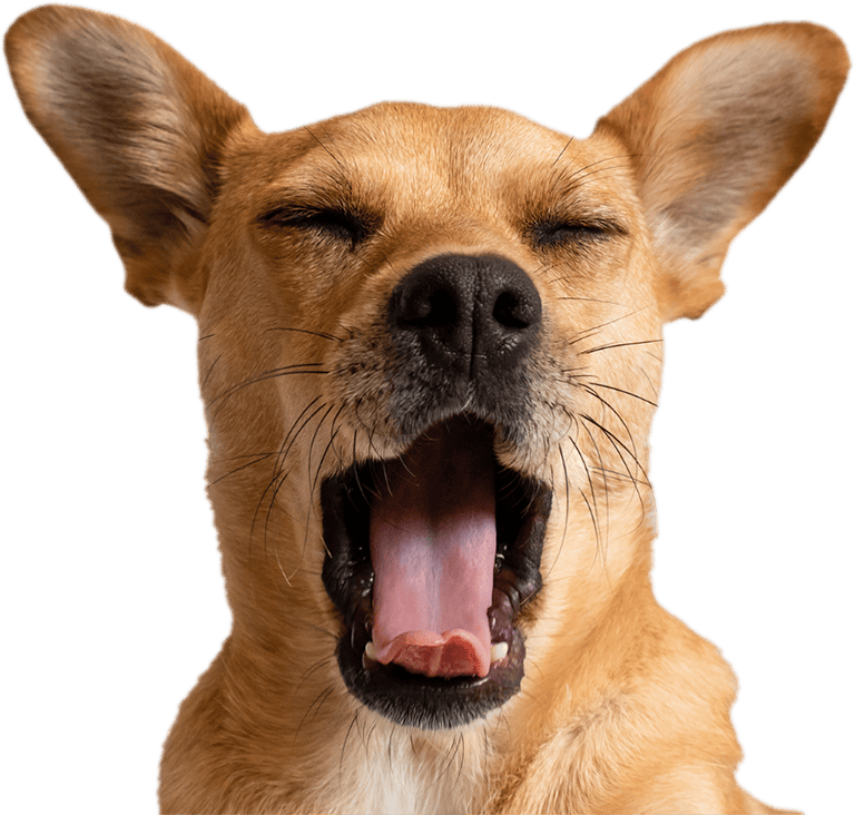 Yawning Dog