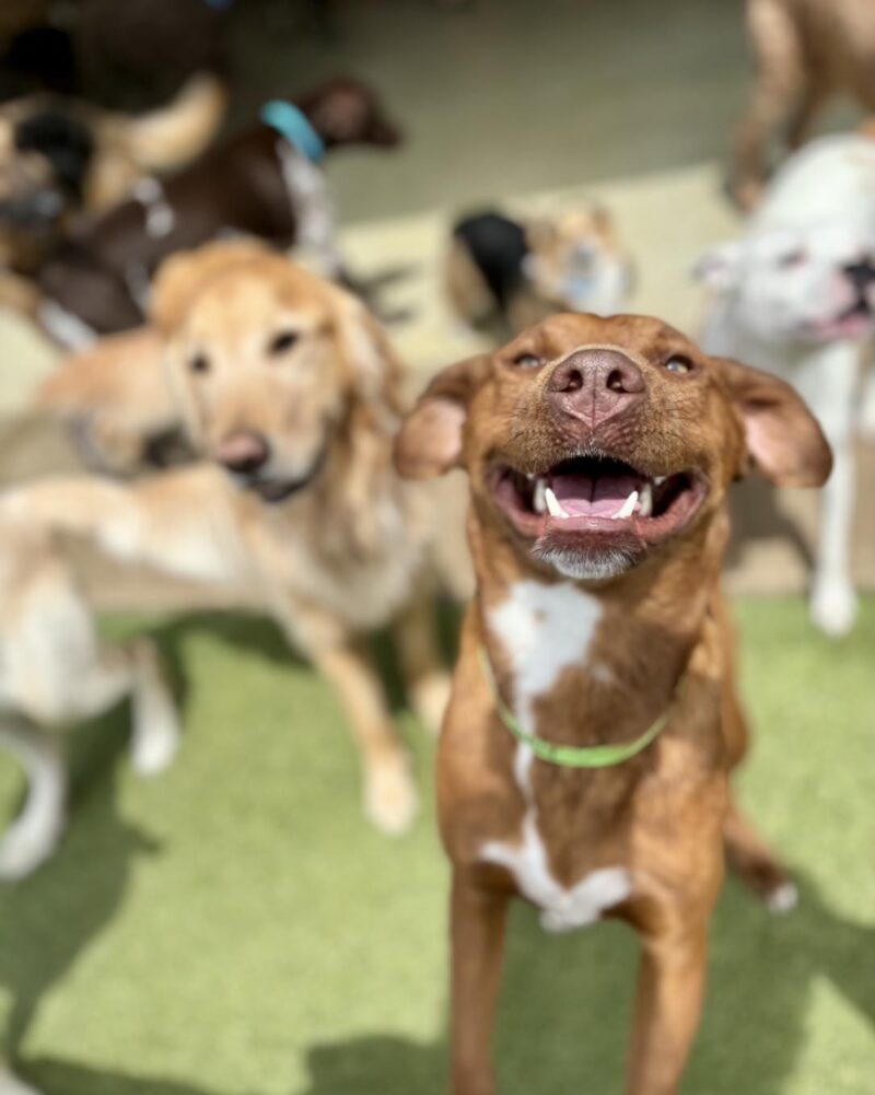 The Best Dogs for First Time Owners Quiz at the End!