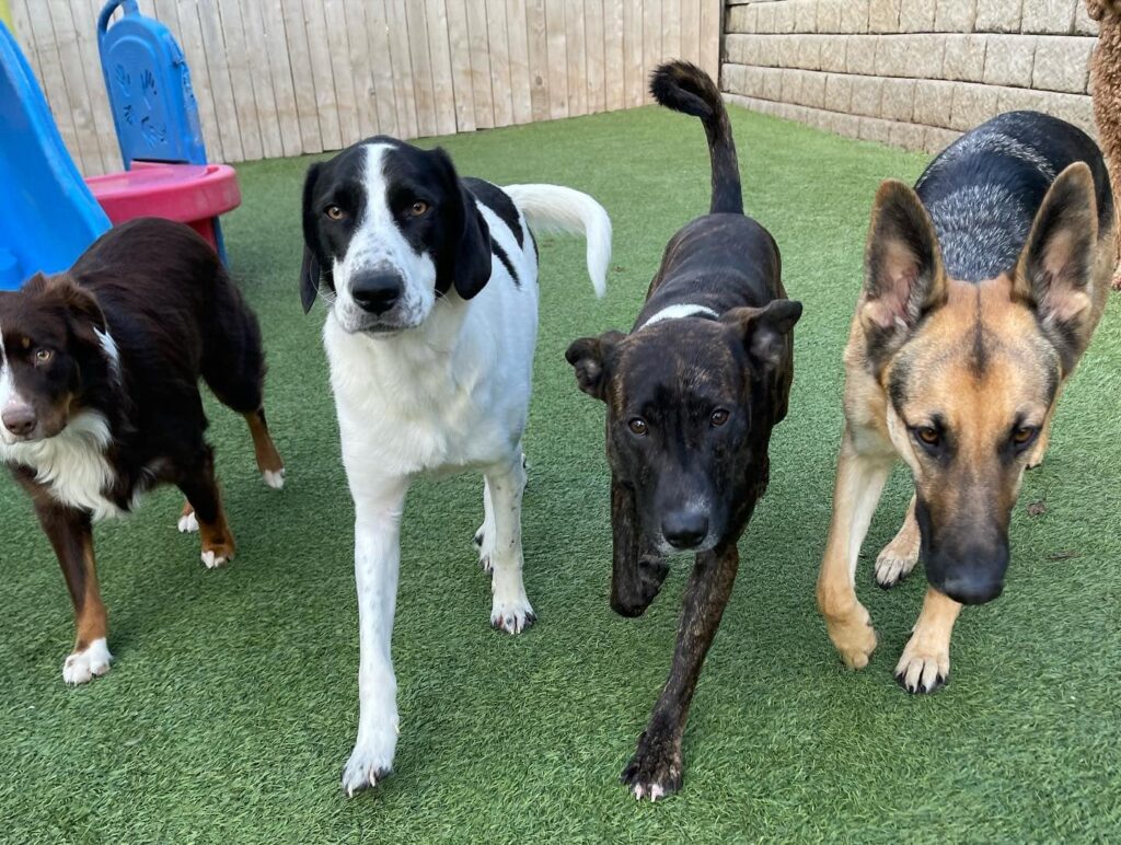 Hounds Lounge doggy daycare friends