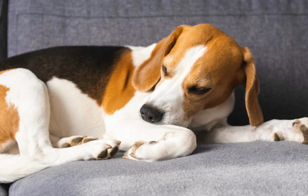 Beagle,Dog,Biting,His,Itching,Skin,On,Legs.