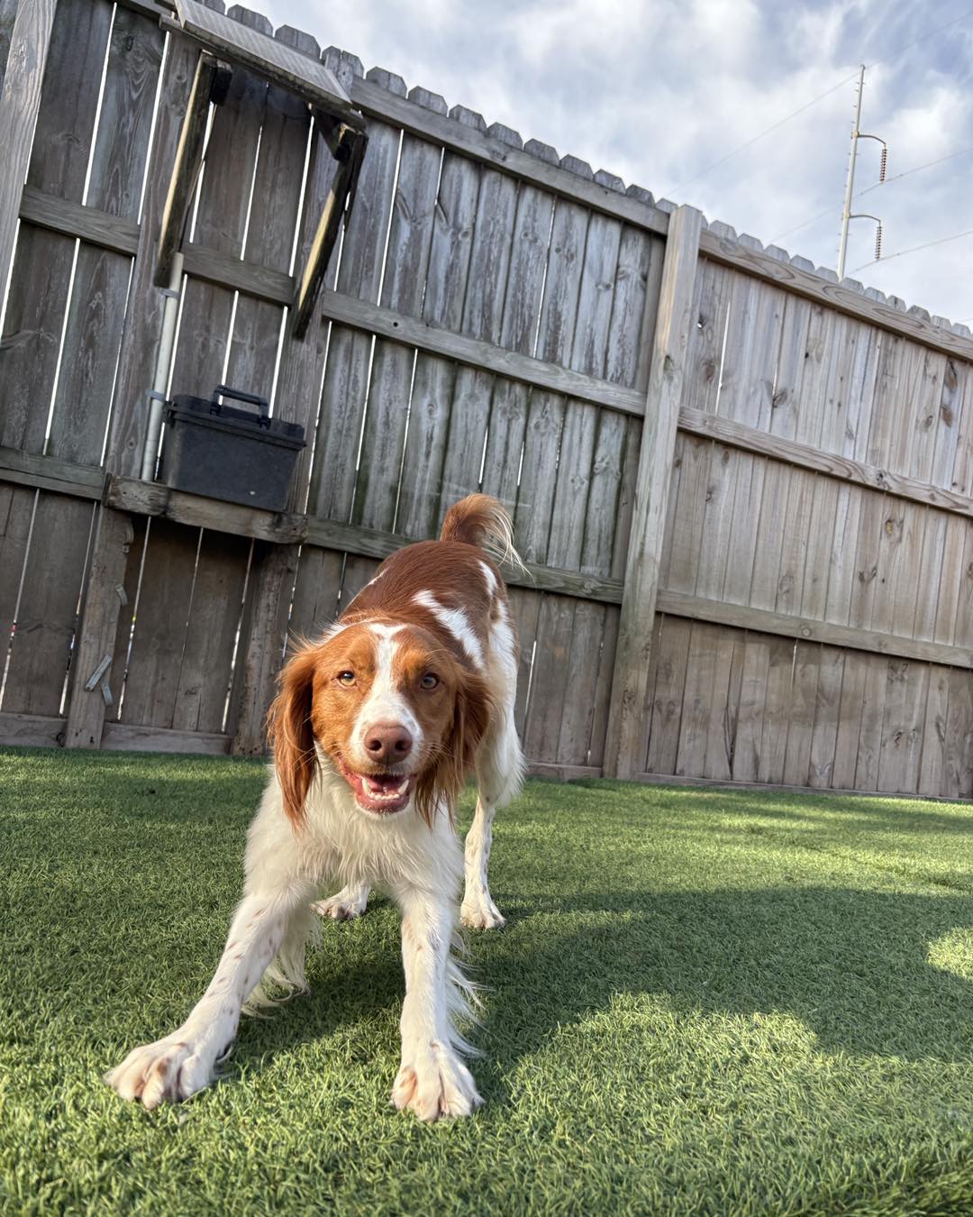Dog playing at doggy daycare
