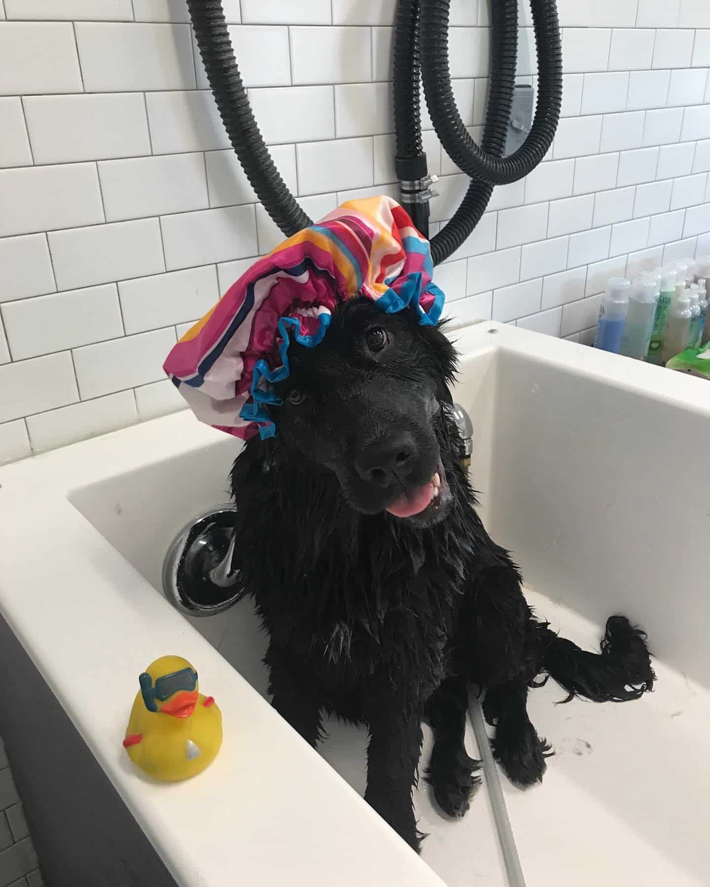 Dog wearing shower cap at Hounds Lounge