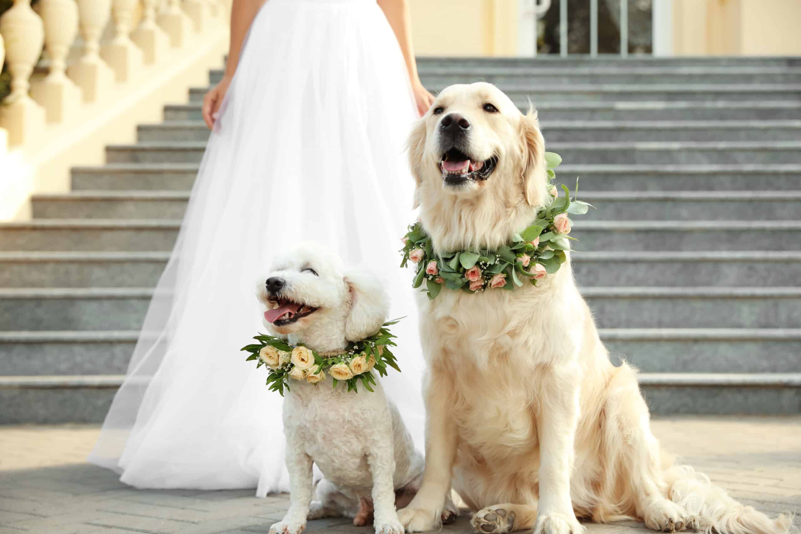 Bride,And,Adorable,Dogs,Wearing,Wreathes,Made,Of,Beautiful,Flowers