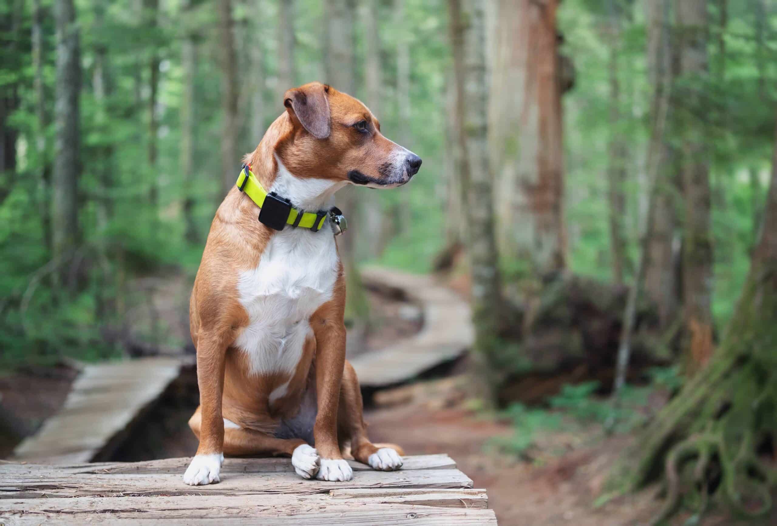 Dog hiking wearing GPS collar