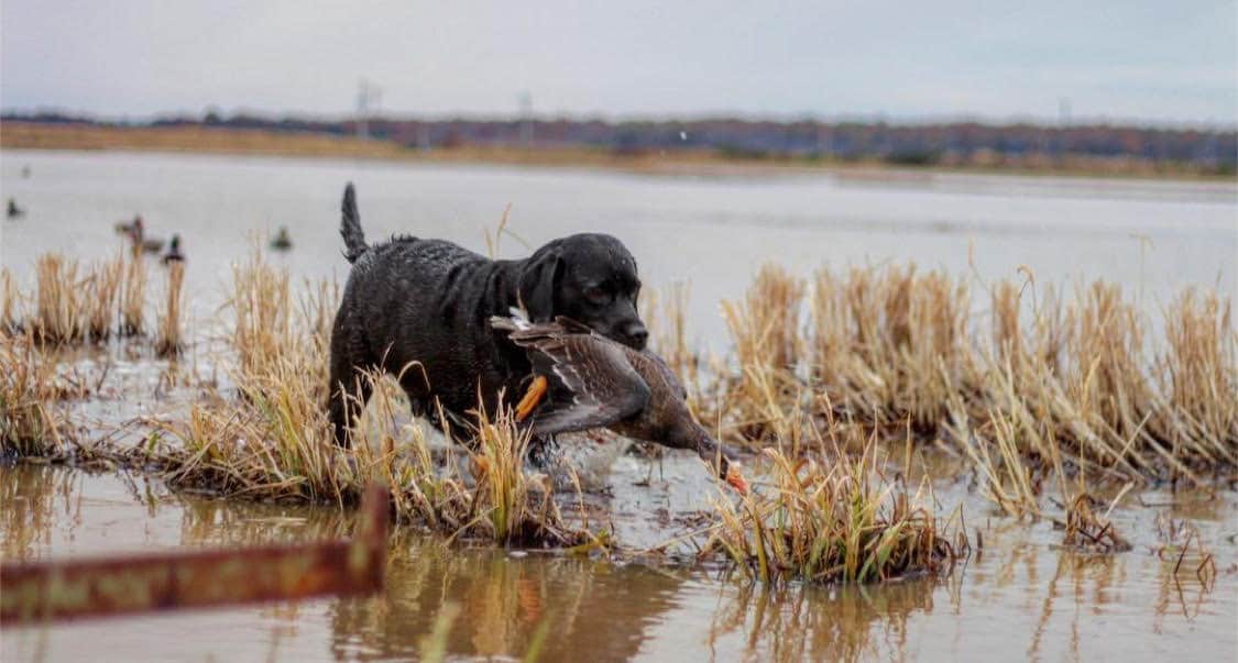 Lab duck hunting