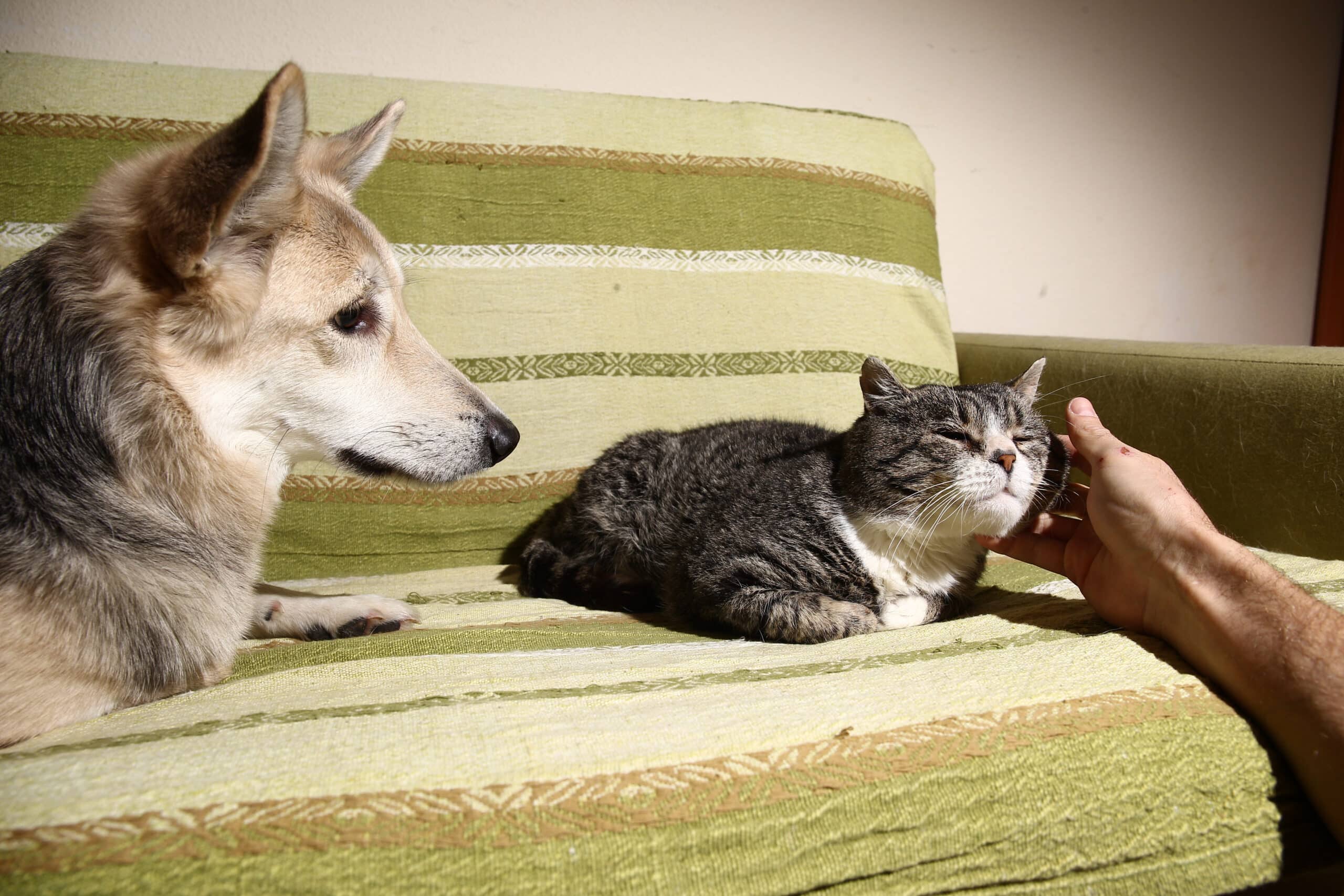 Crop,Person,Touching,Fluffy,Purring,Cat,Comfortably,Placing,On,Sofa