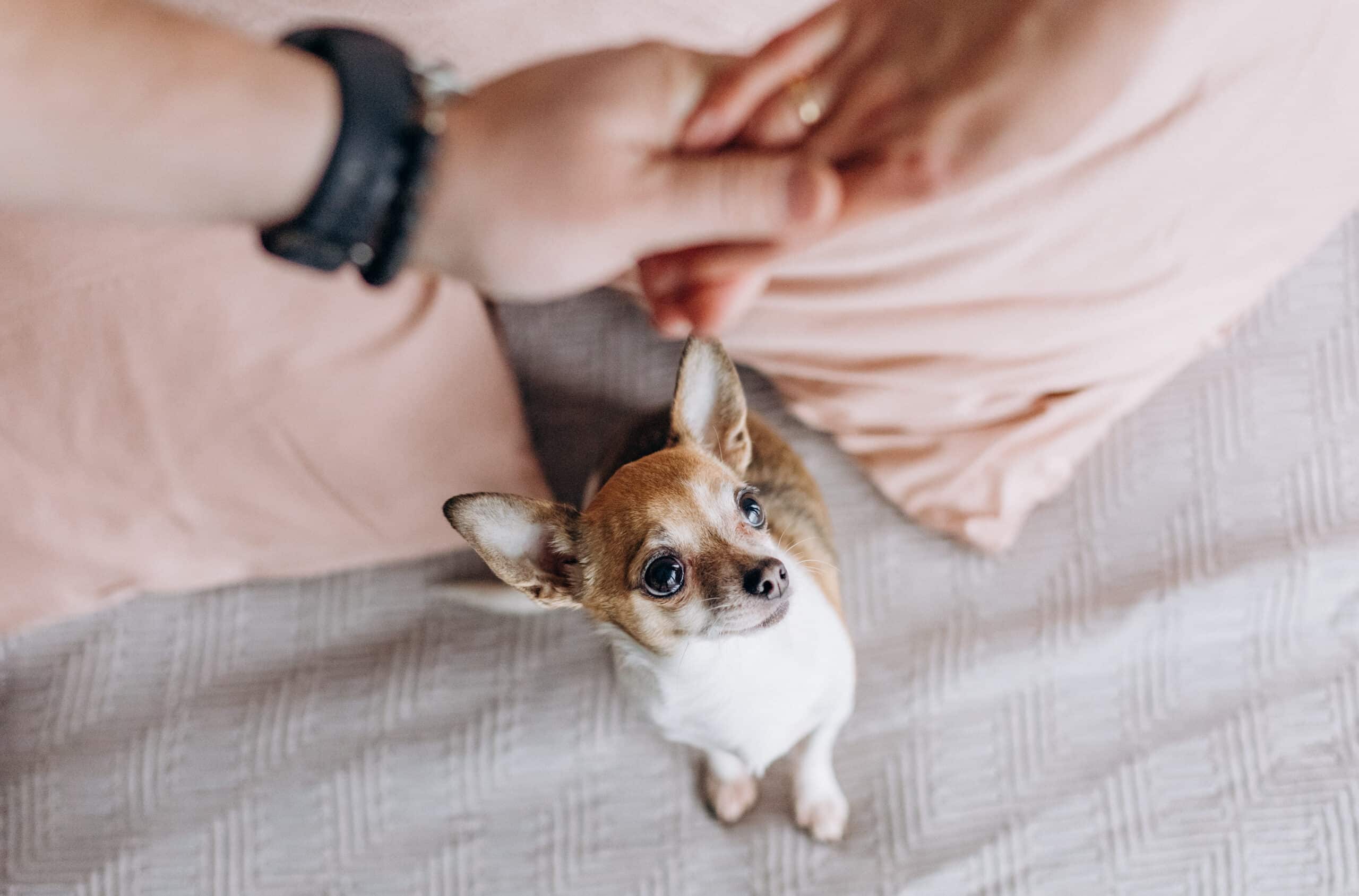 Petty,Little,Doggie,Jealously,Looks,At,The,Embraces,Of,A dog GPS tracker