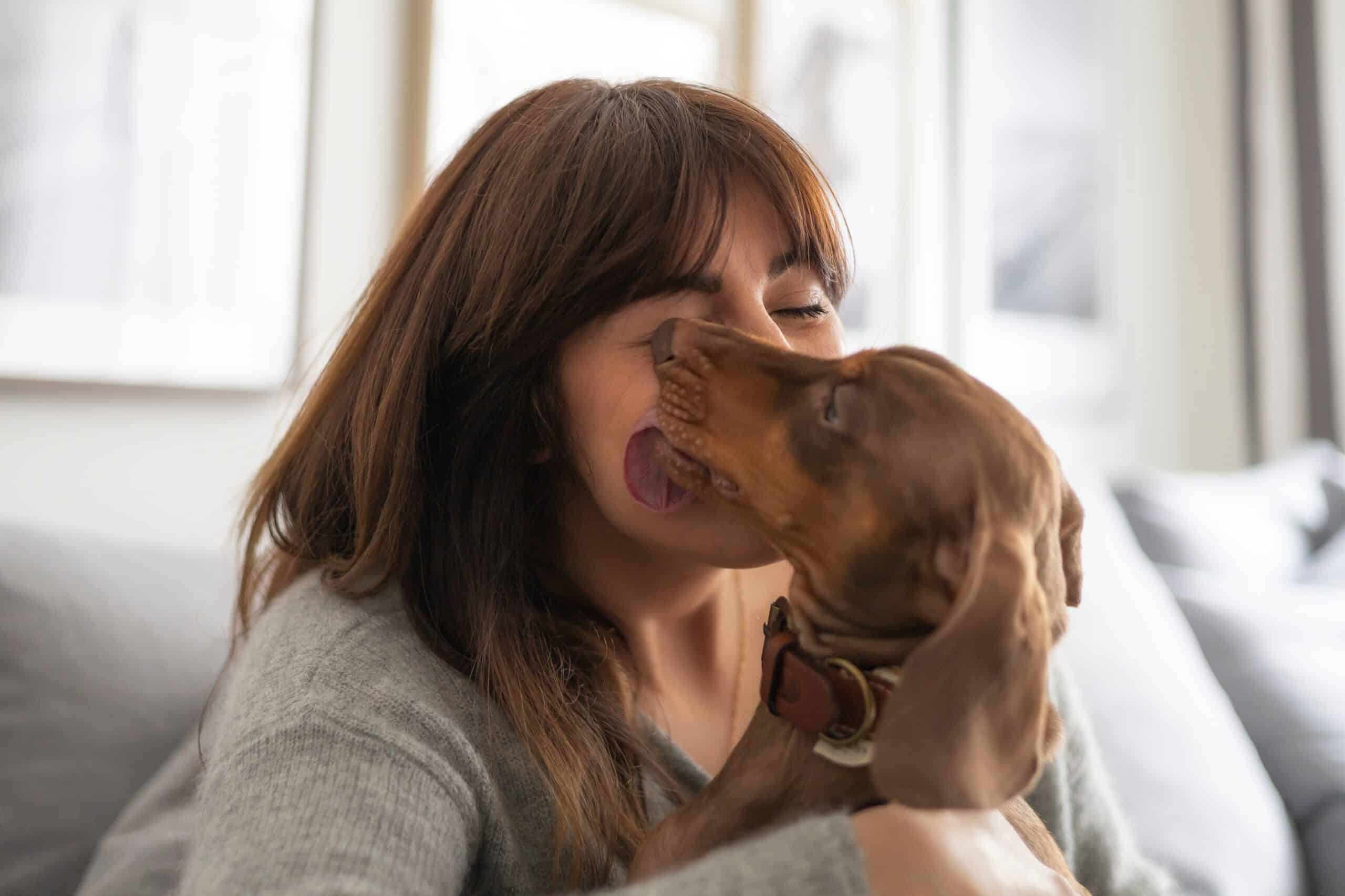 Small,Dog,Dachshund,Licking,Kissing,Girl