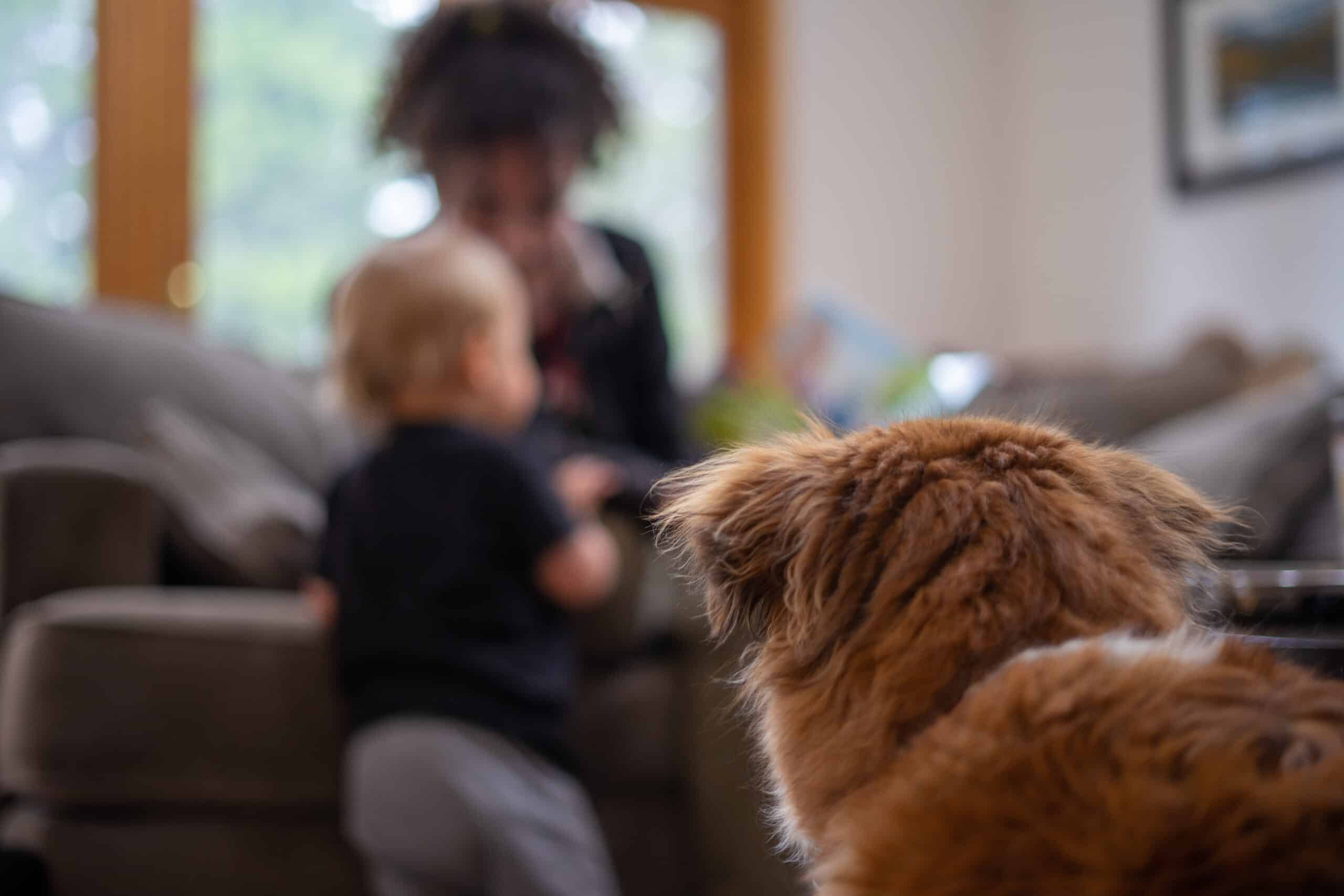 A,Dog,Watches,On,As,A,Girl,Plays,With,A