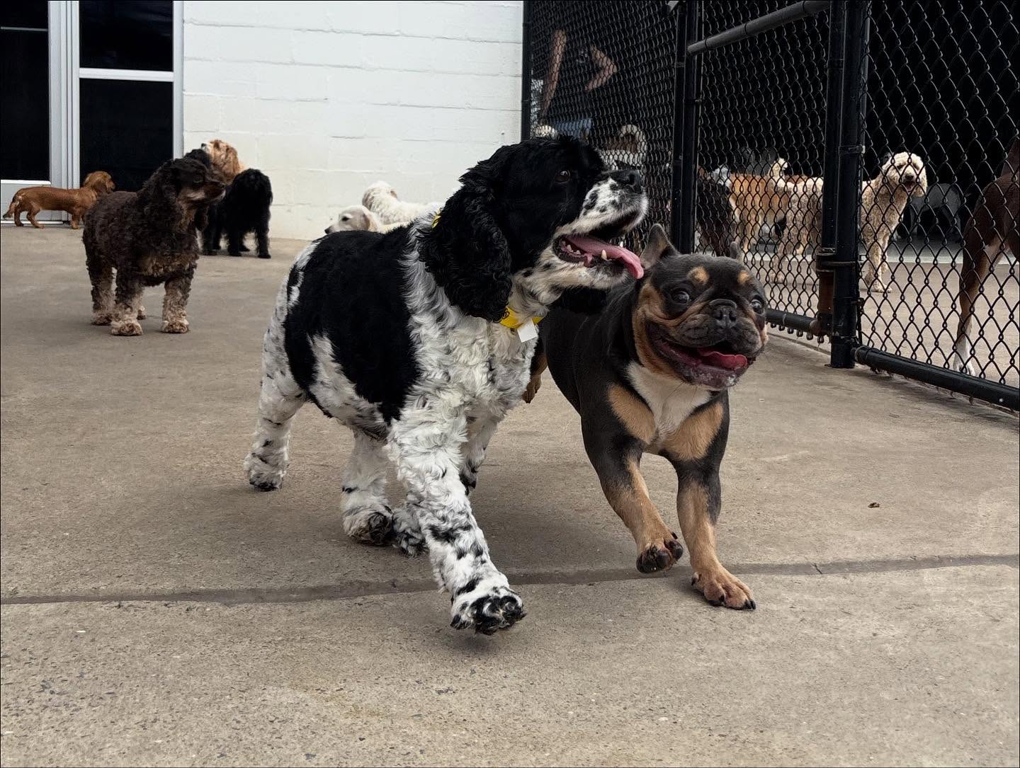 Two dogs playing together at Hounds Lounge