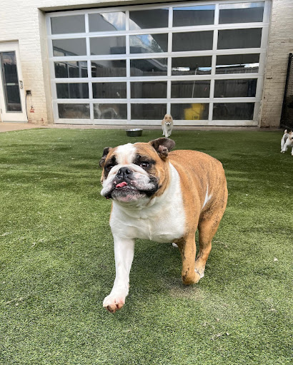 Sixth most popular dog breed Bulldog