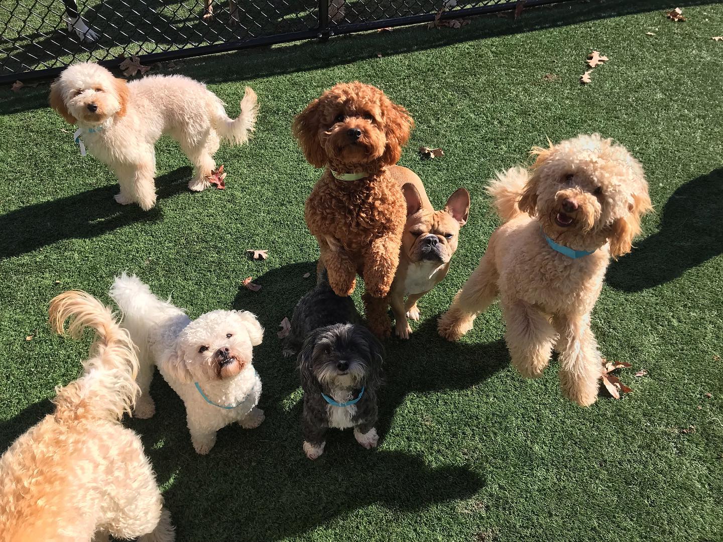 Group of little doggies