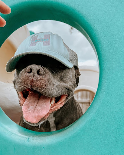 Happy pit wearing a hat