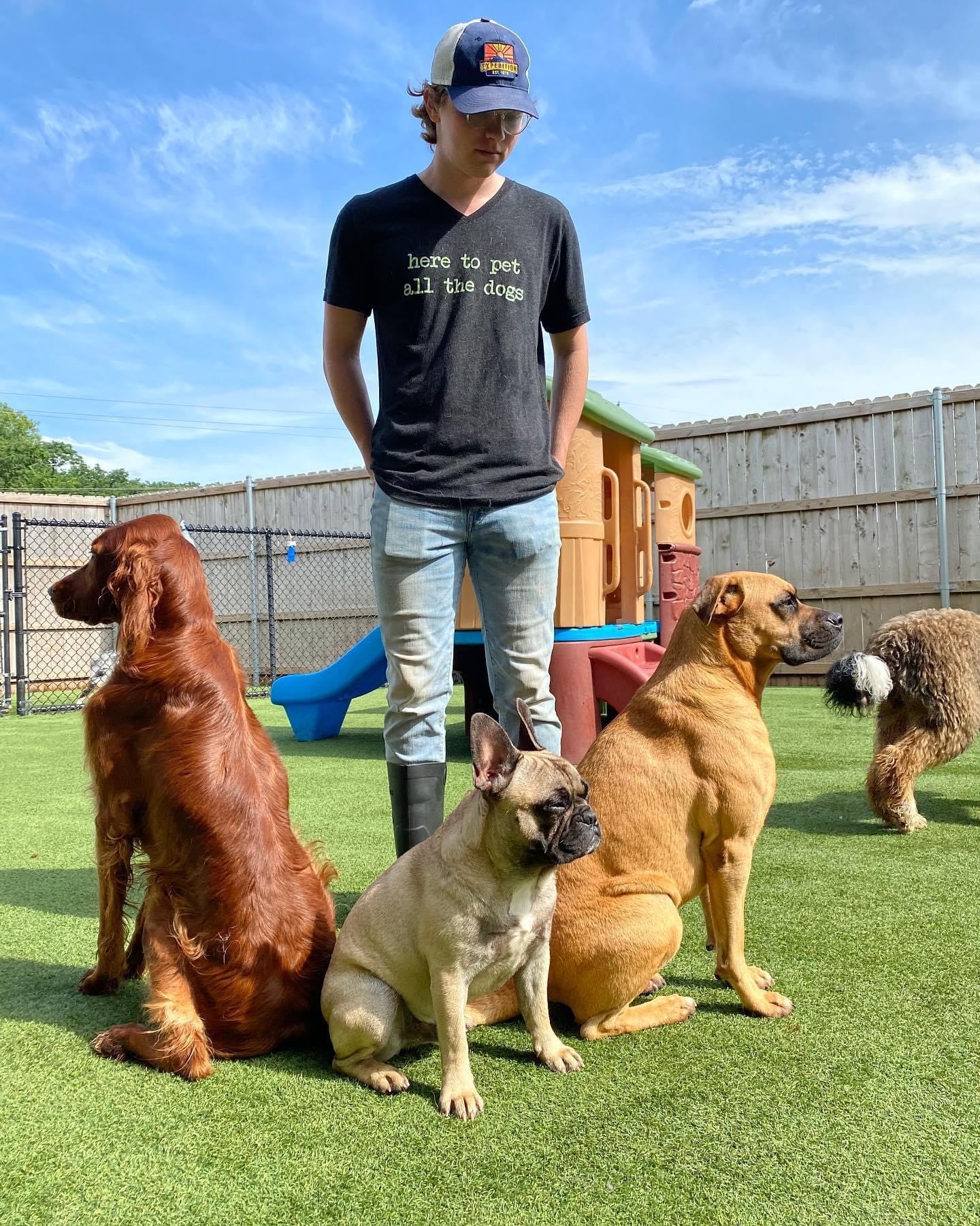 3 dogs waiting to get pet