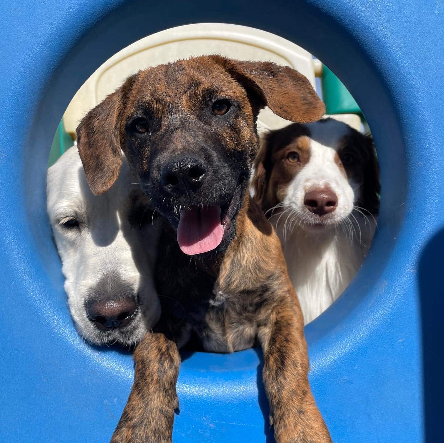 Trio of Puppies Playing