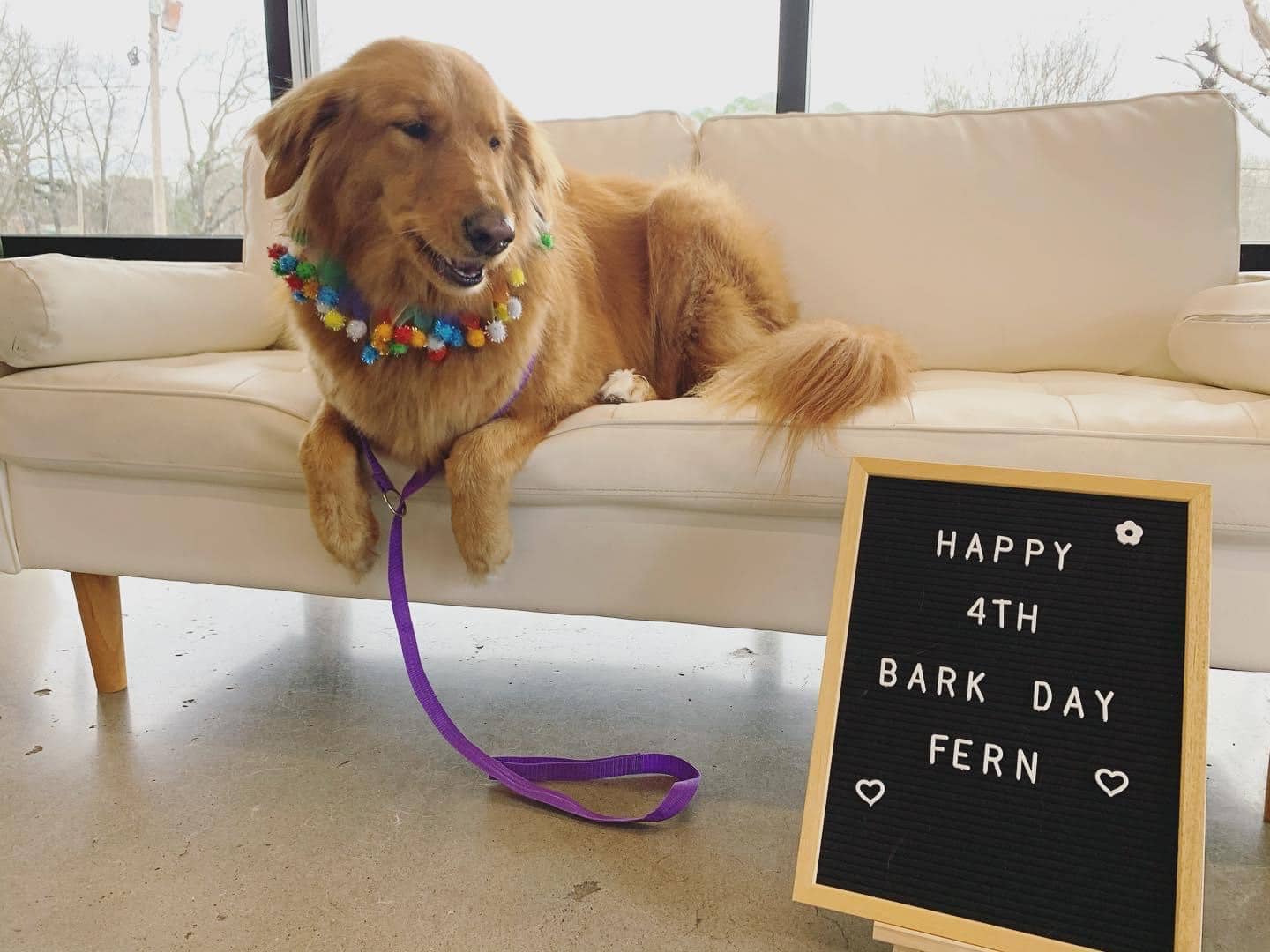 4th birthday for golden retriever
