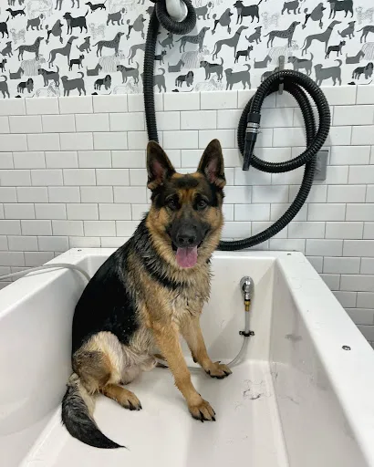 Two small dogs at self-wash station