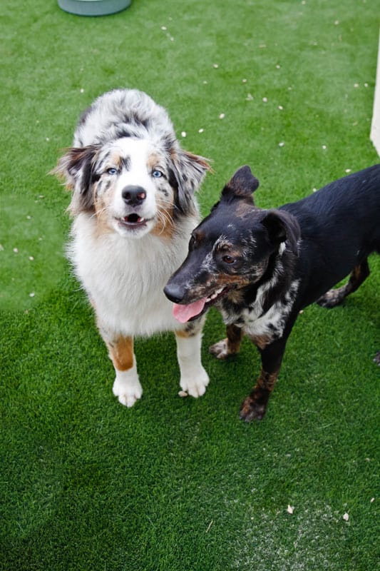 Australian Shepherds playing outside at Hounds Lounge Arkansas