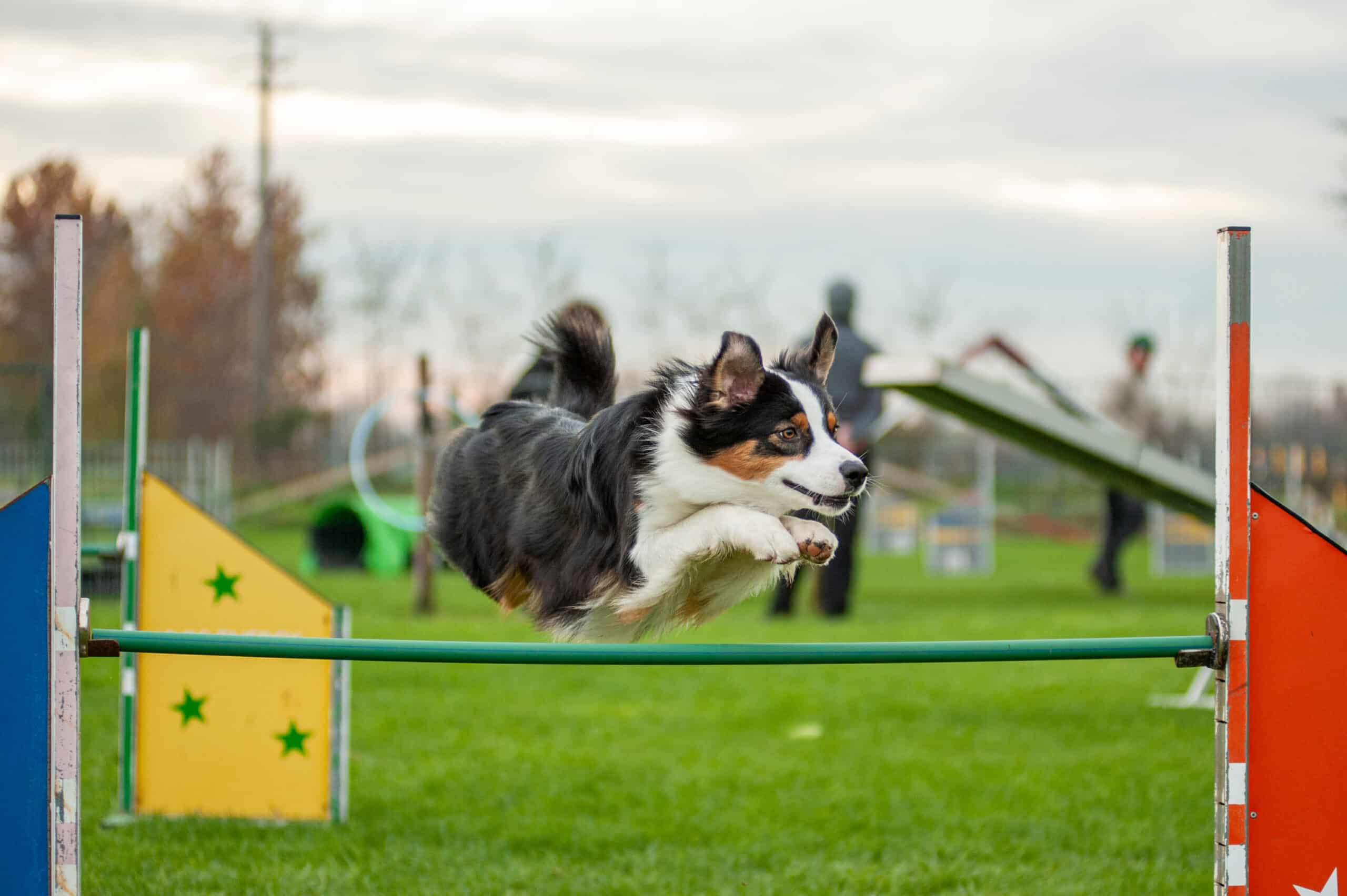 Black,Tricolor,Australian,Shepherd,Dog,Is,Jumping,Over,An,Obstacle