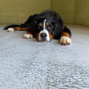 Bernese Mountain Dog alone Bernese Mountain Dog alone
