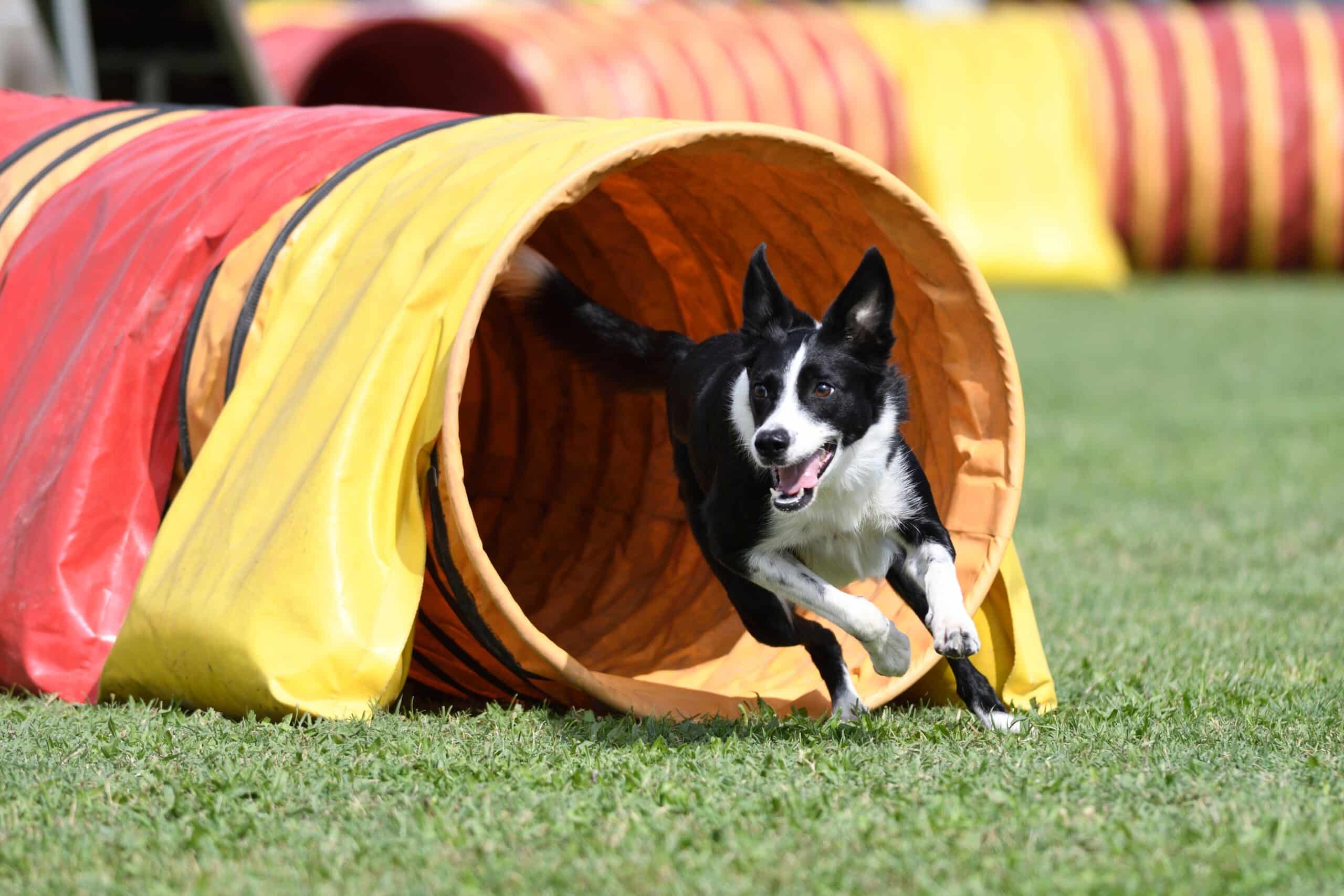 Border,Collie,Dog,Coming,Out,Of,The,Tube,,Dog,Agility