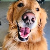 Buddy at Doggie Daycare
