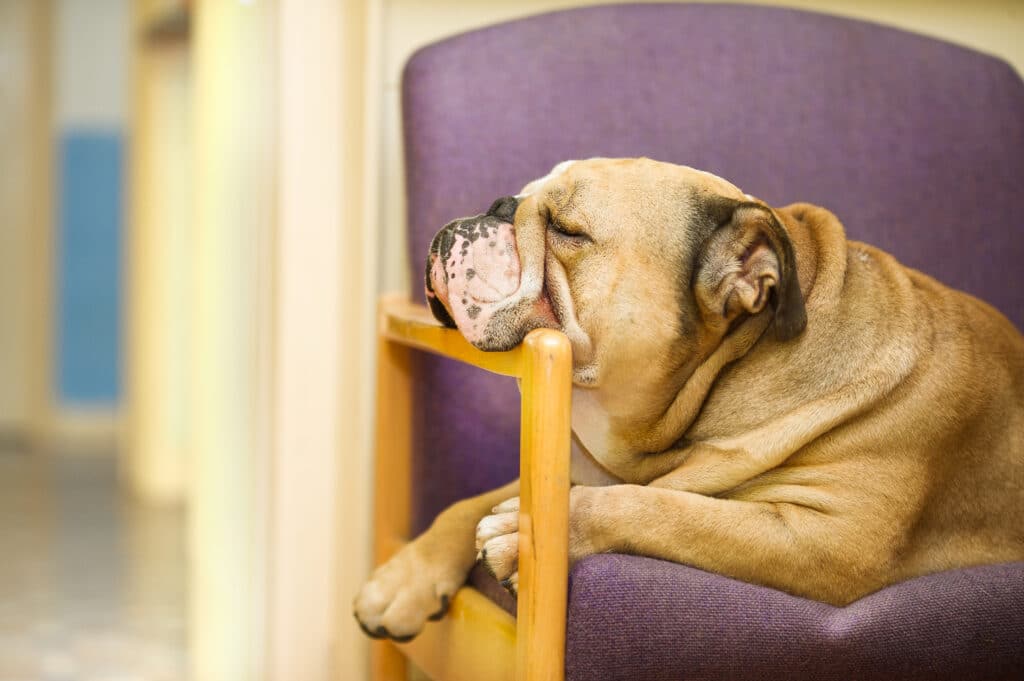 Beautiful,English,Bulldog,Dog,Having,A,Rest,In,An,Armchair