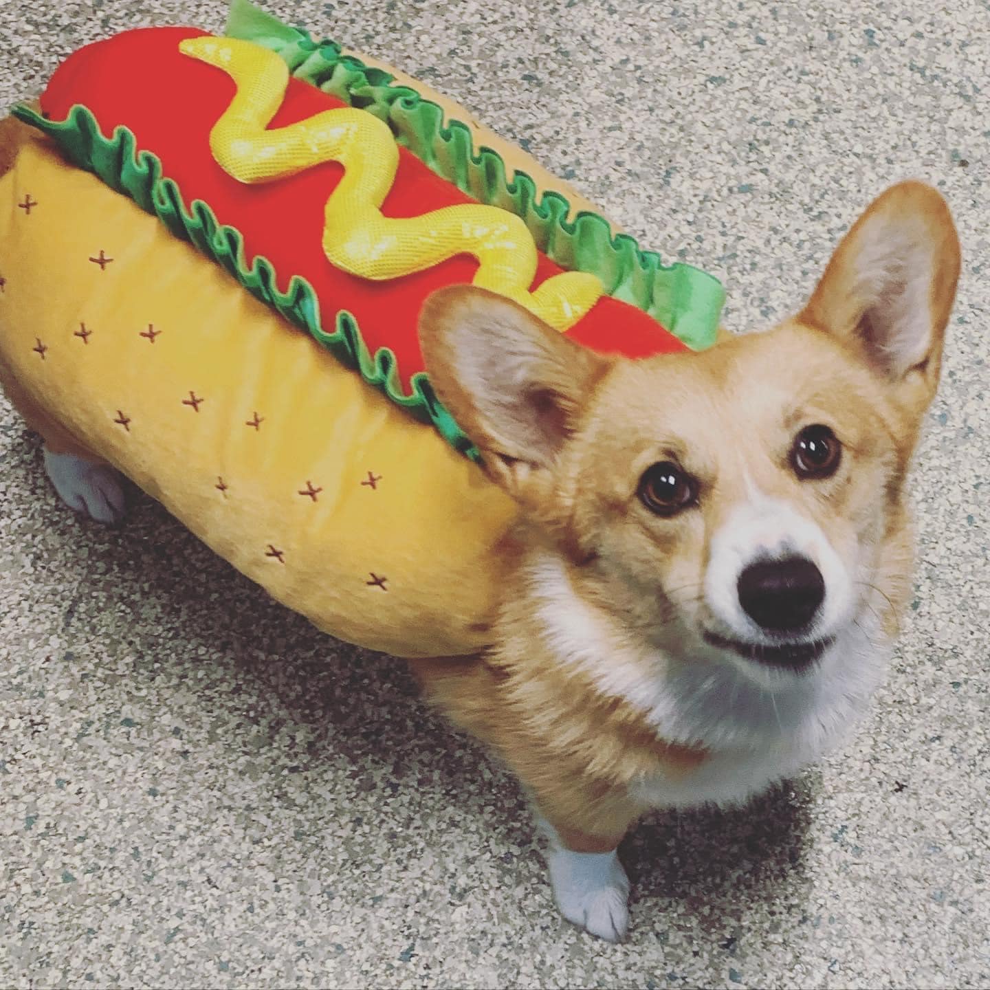 Corgi dressed as a hot dog