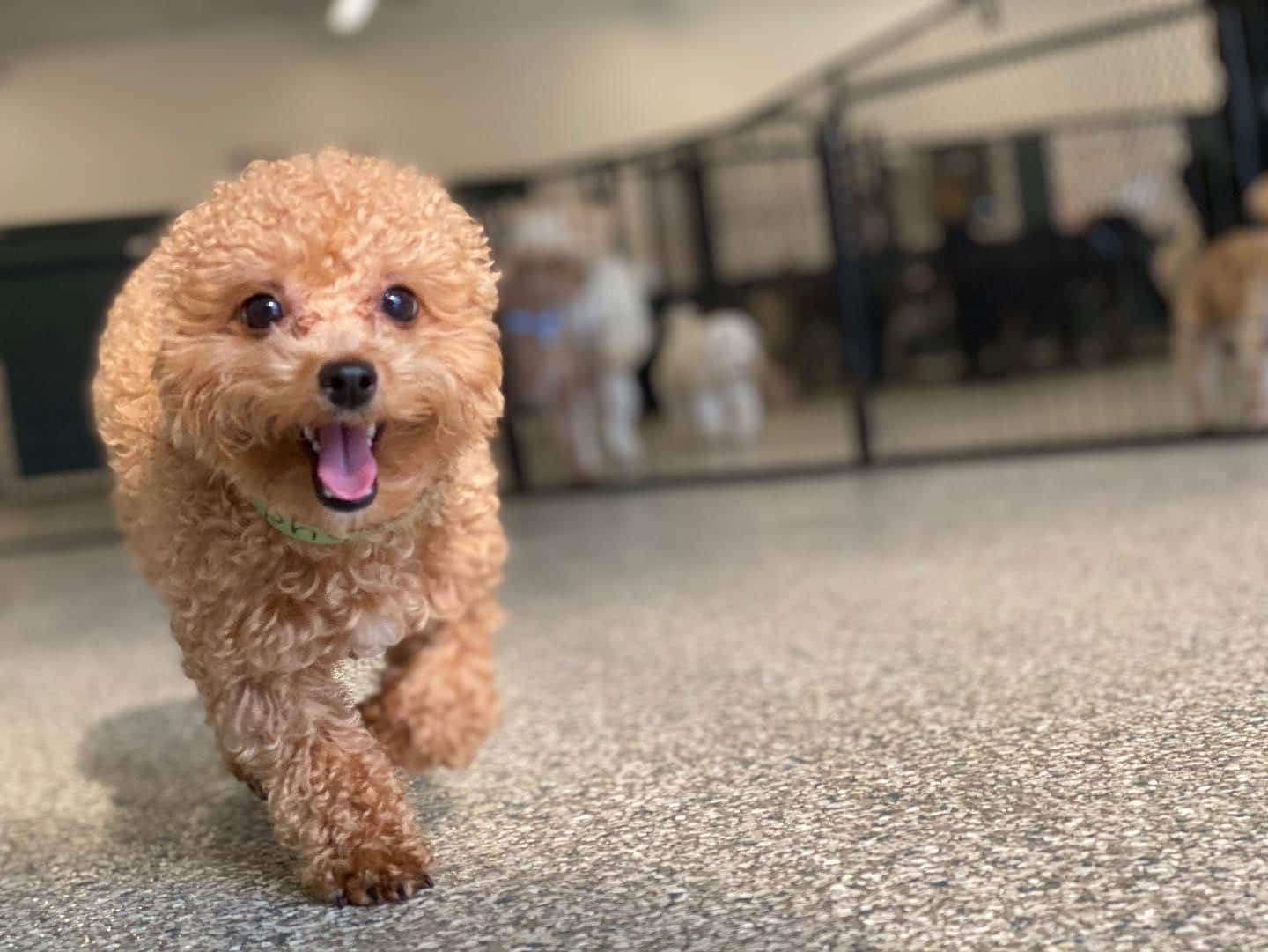 Cute curly dog running