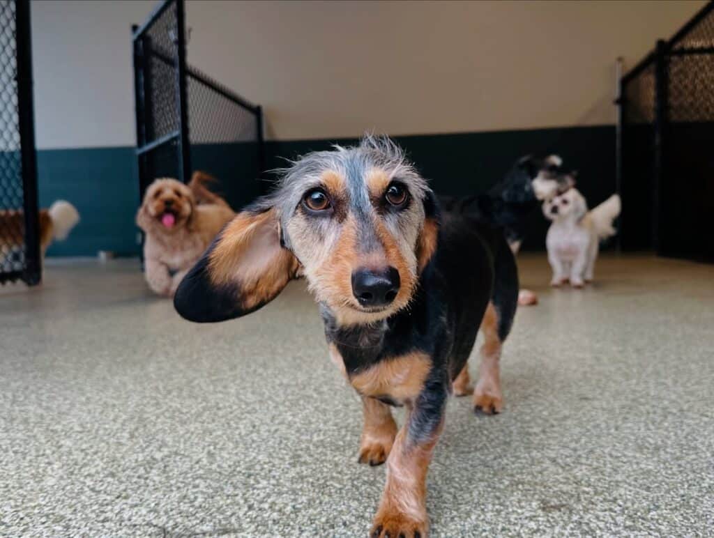 Cute dog inside at Hounds Lounge
