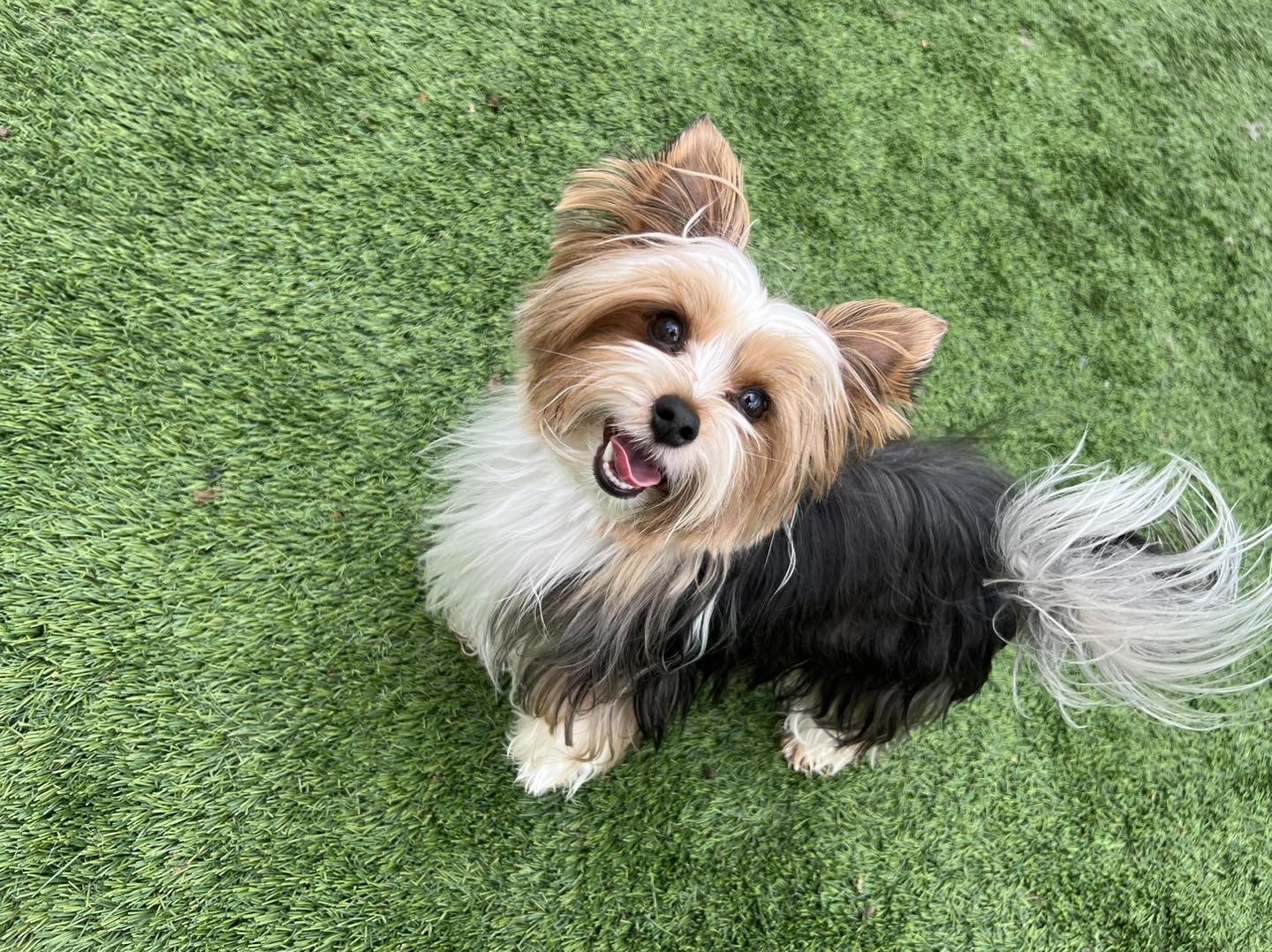 Cute little dog at Hounds Lounge