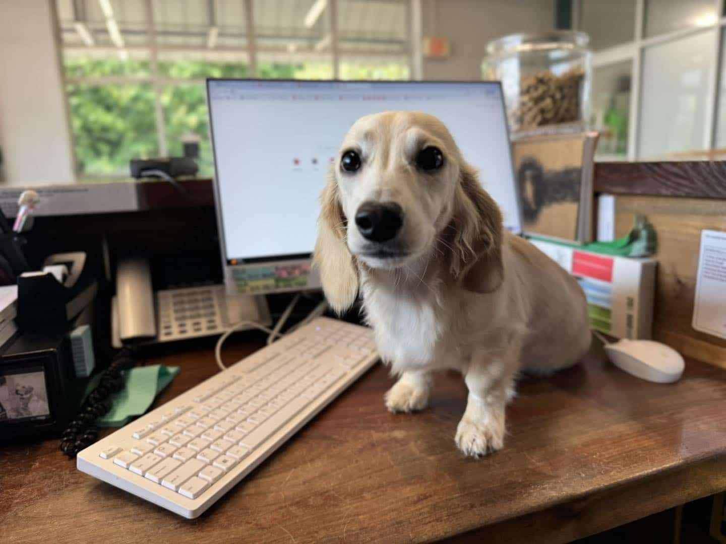 Dachshund at computer