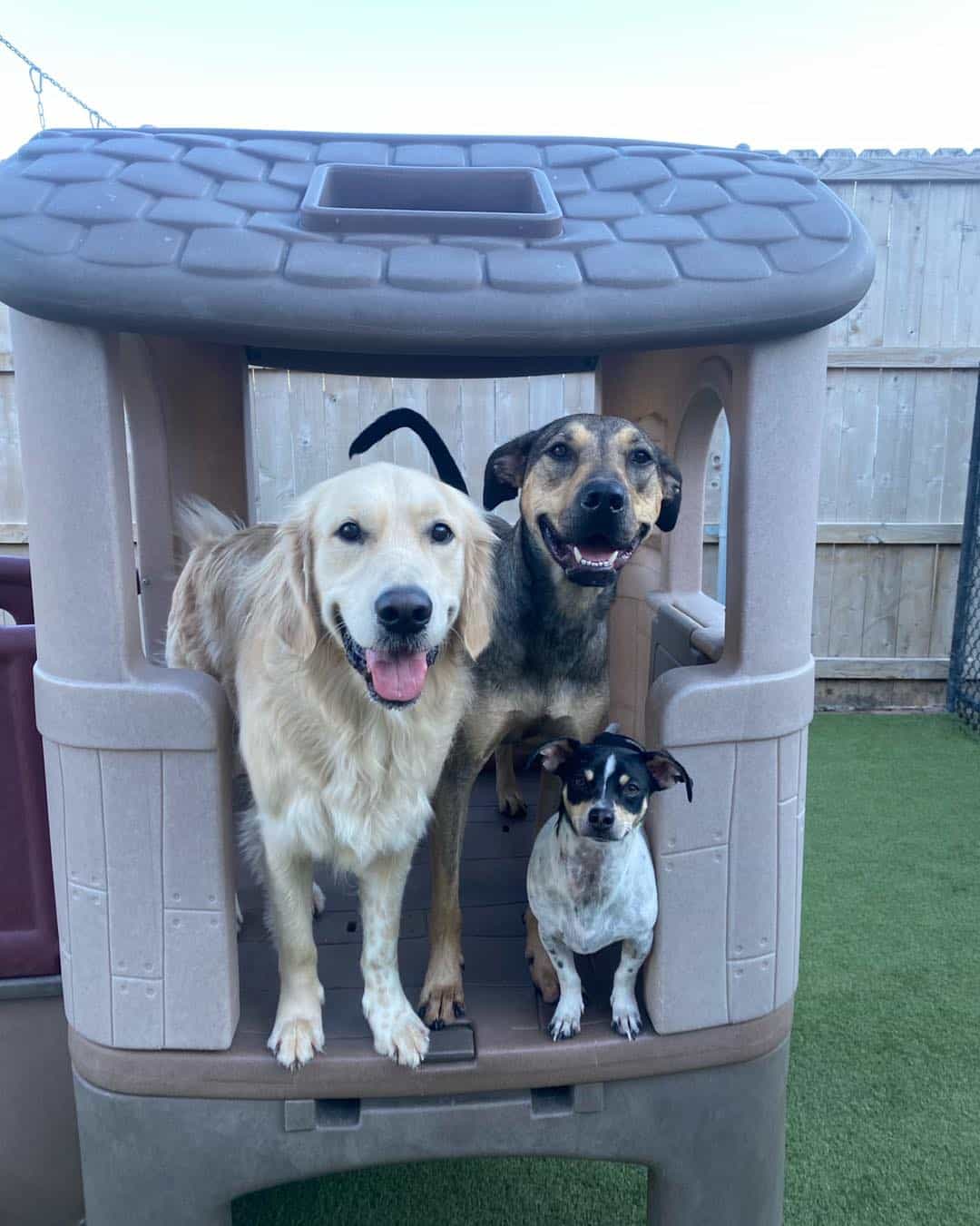 Different breeds at Hounds Lounge