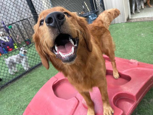 Dog having fun at a dog park in Arkansas