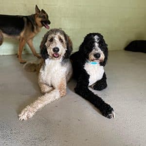 Dog Siblings dog siblings