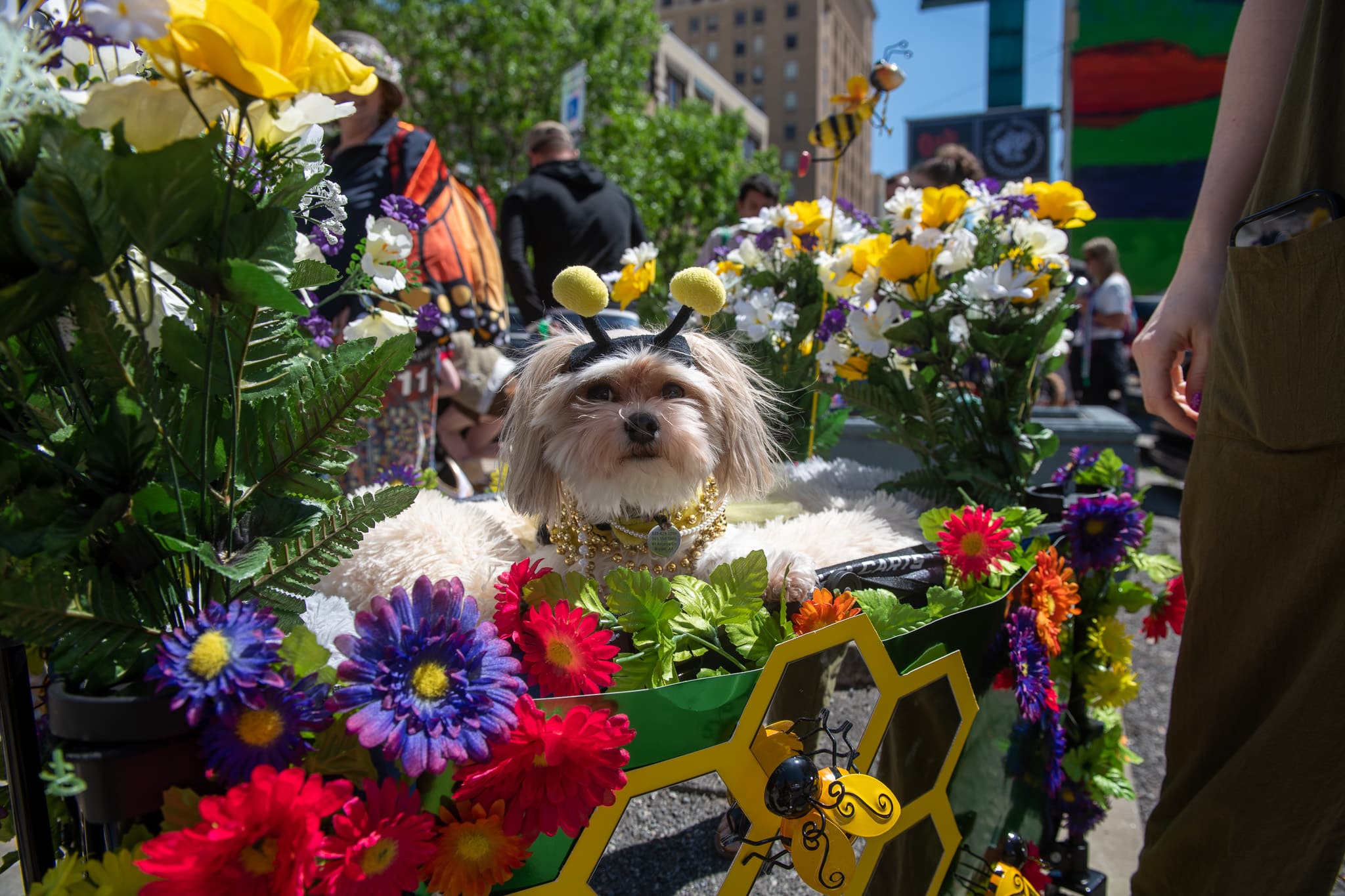 Dog as bumblebee in Barkus parade