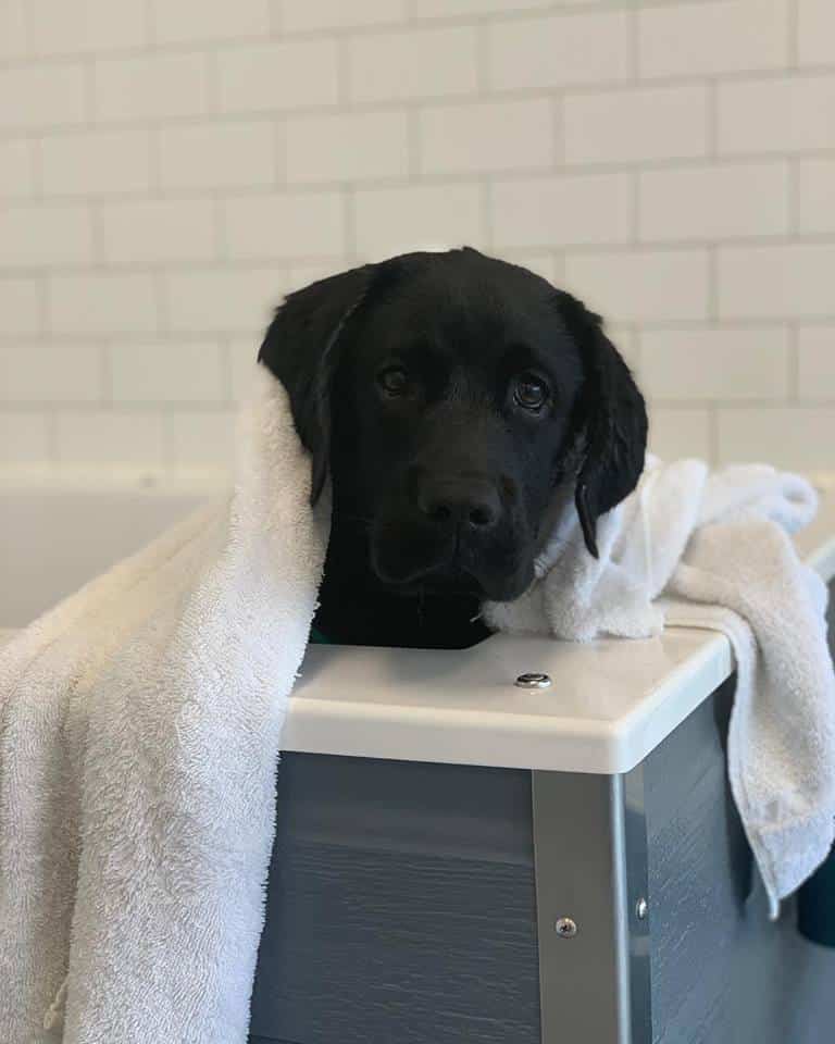 Dog enjoying Hounds Lounge Dog Spa