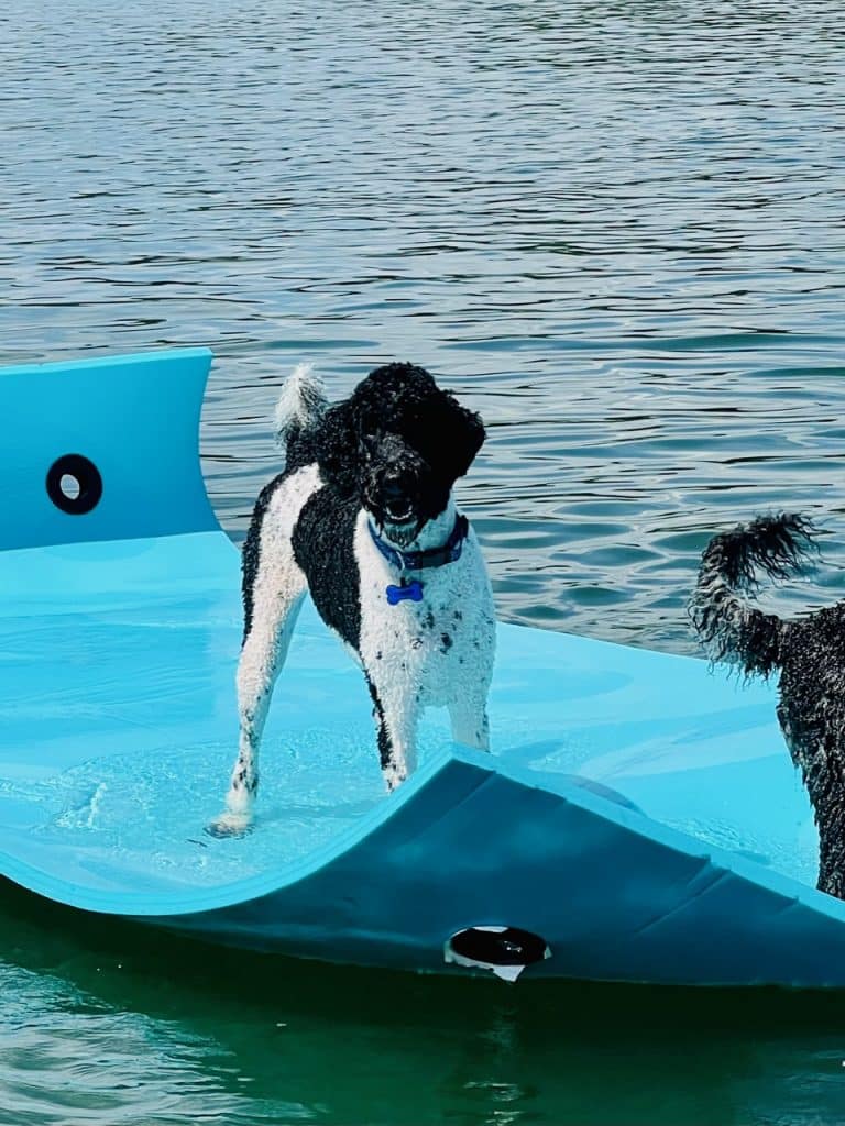 Dog playing on floating mat on water