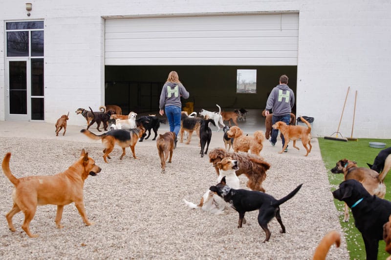 Staff monitors group play at Hounds Lounge doggie daycare