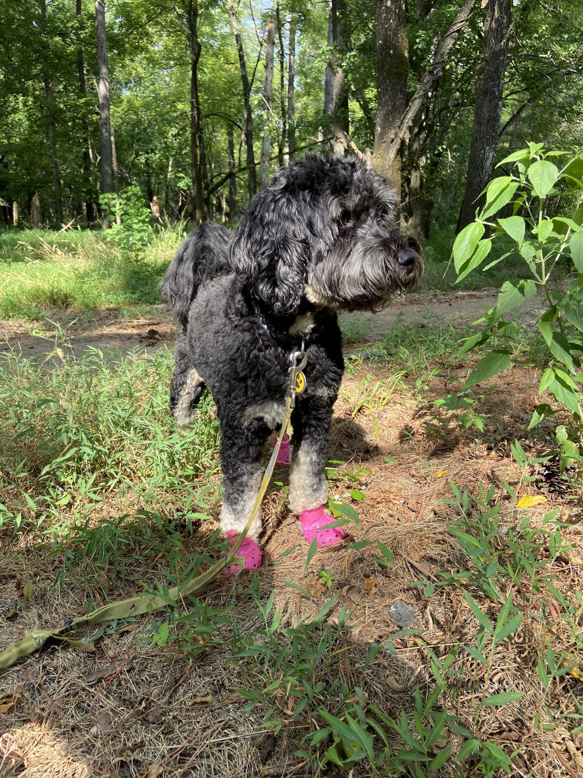 Things to do with my dog at Mills Park in Bryant