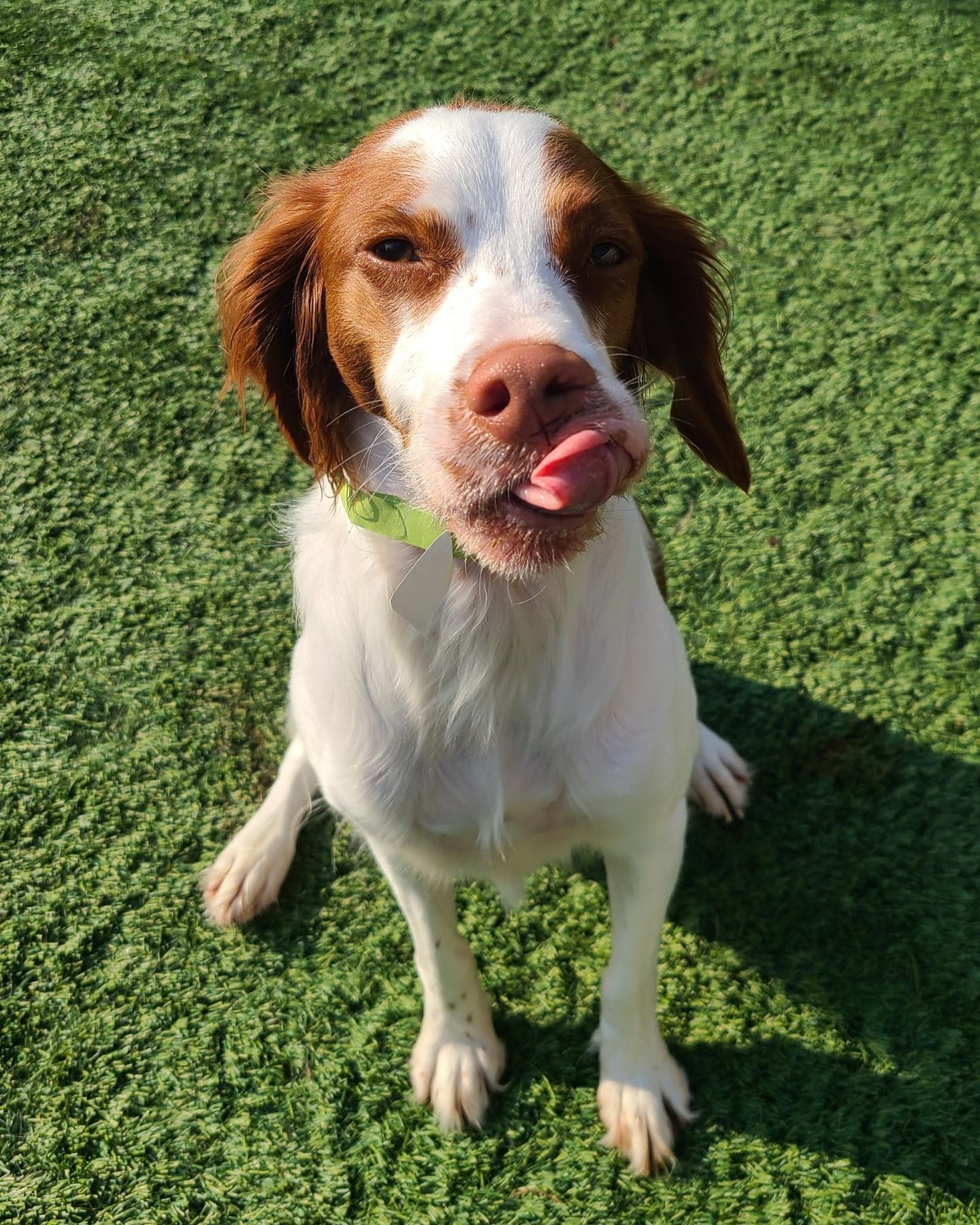Dog with his tongue out
