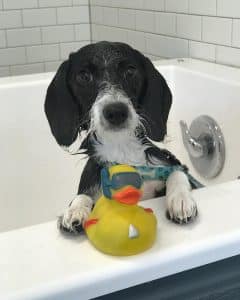Dog with rubber ducky Dog with rubber ducky
