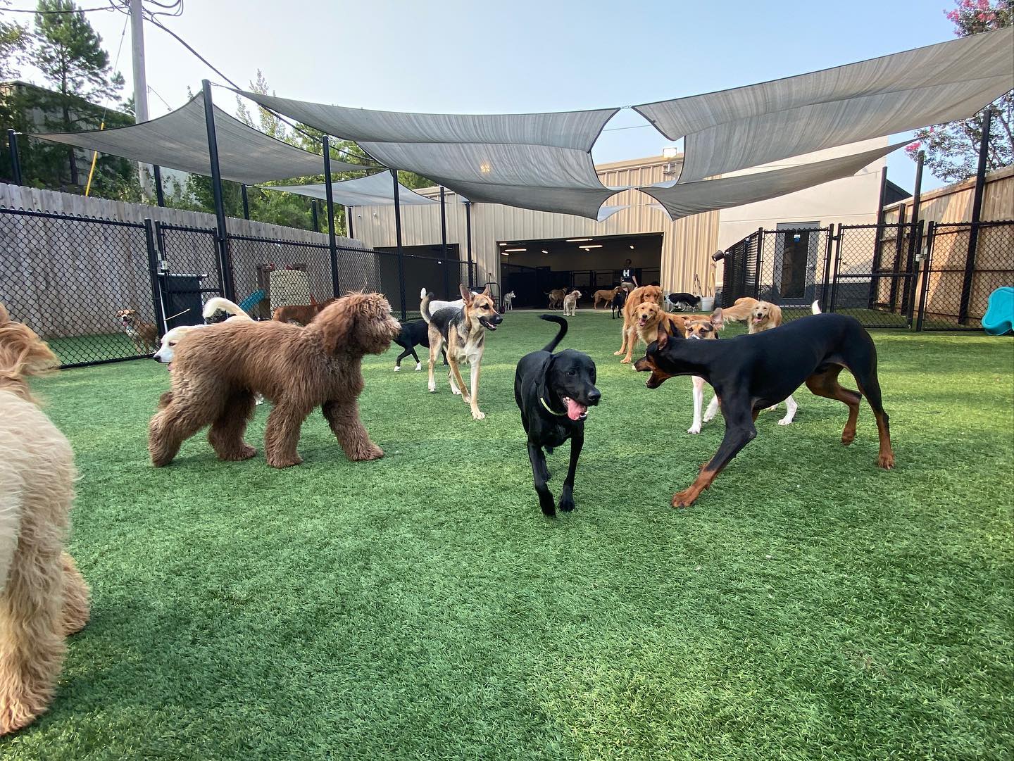 Doggie Daycare ain Fayetteville, Arkansas