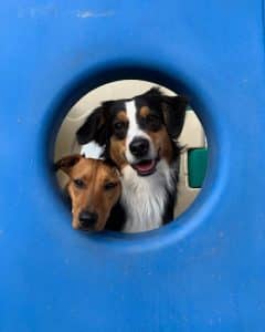 Dogs Playing Set Dogs Playing Set