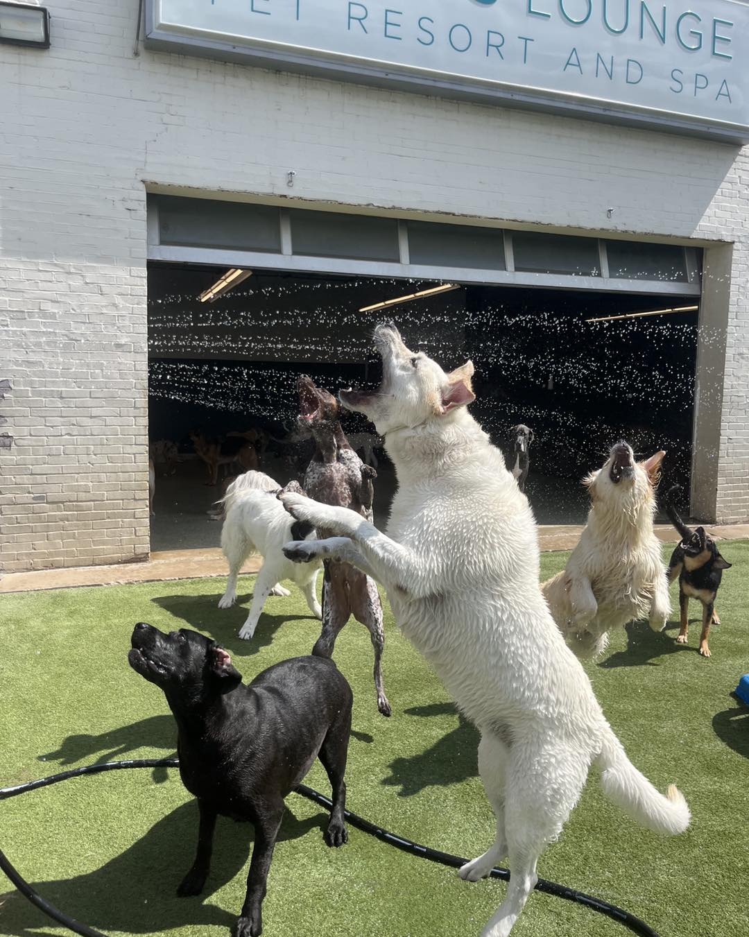 Dogs jumping for water hose at Hounds Lounge