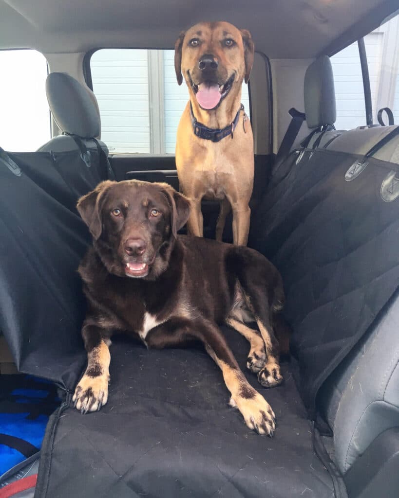 Dogs on seat cover