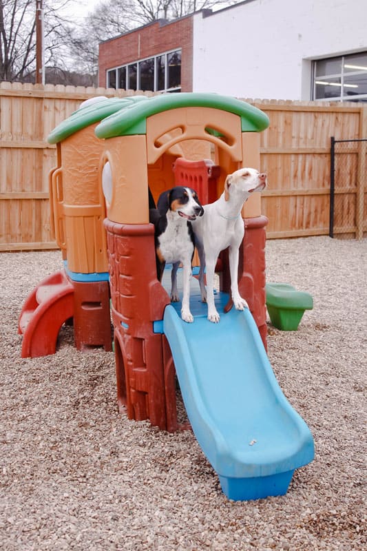 Photo of two dogs at top of slide outside at Hounds Lounge Arkansas