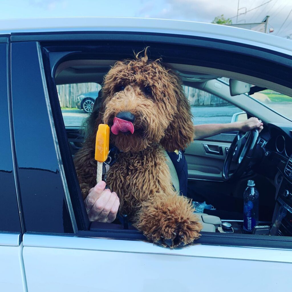 Doodle gets a popsicle at Hounds Lounge