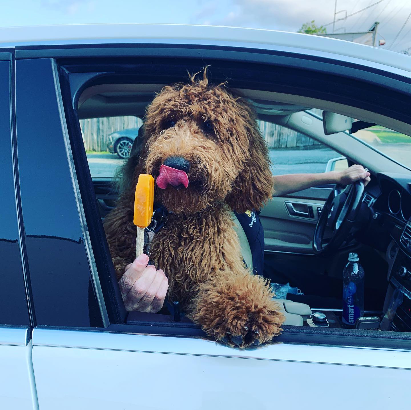 Doodle gets a popsicle